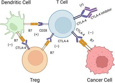 Immune checkpoint inhibitors in osteosarcoma: A hopeful and challenging future